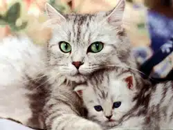 maman chat et son petit