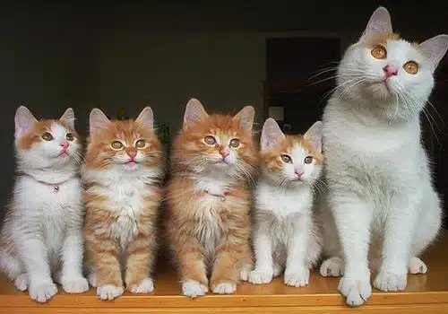bébé chats