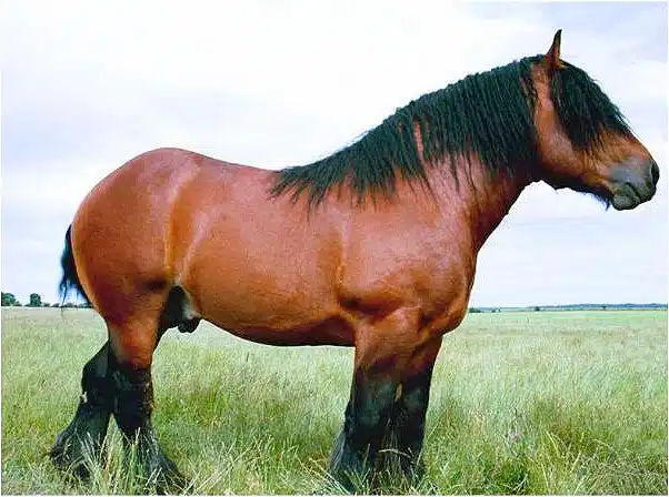 cheval de trait auxois