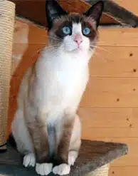 snow shoe - chat siamois