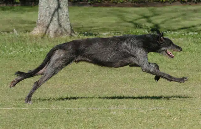 Deerhound ou lévrier écossais