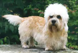 dandie-dinmont-terrier