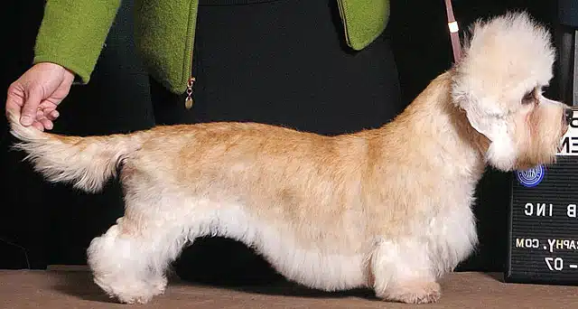 dandie dinmont terrier