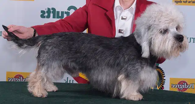 dandie dinmont terrier