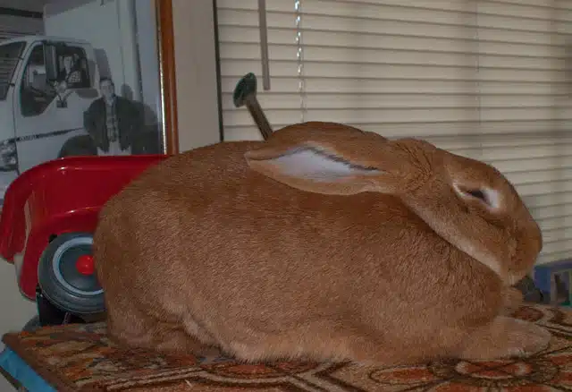 Lapin de compagnie bien gros
