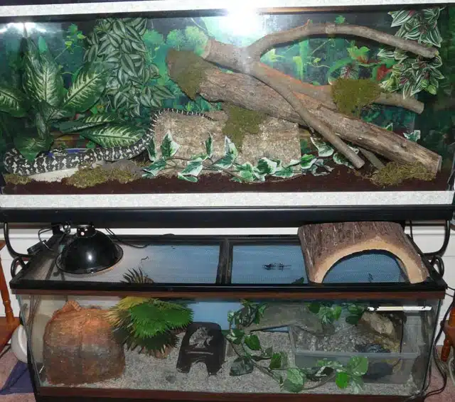 vivarium serpent