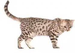 chat léopard Californian Spangled