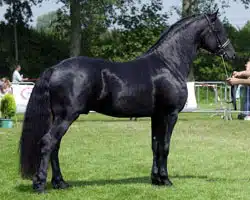 cheval frison