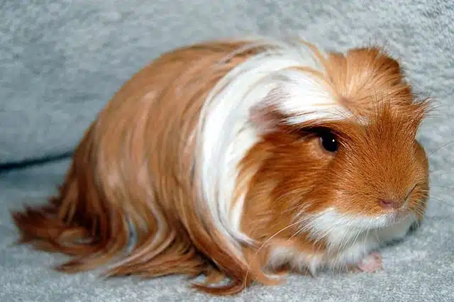 Cochon d'Inde Coronet