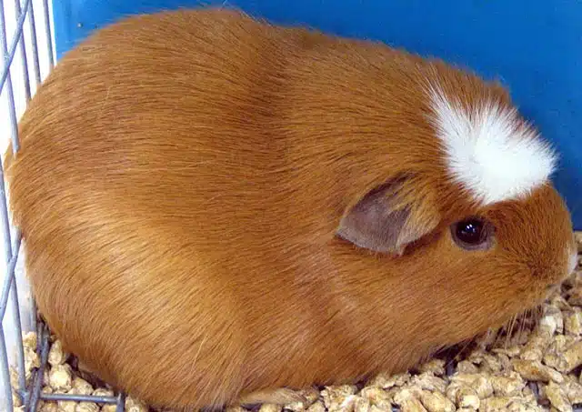 Cochon d'Inde couronné américain