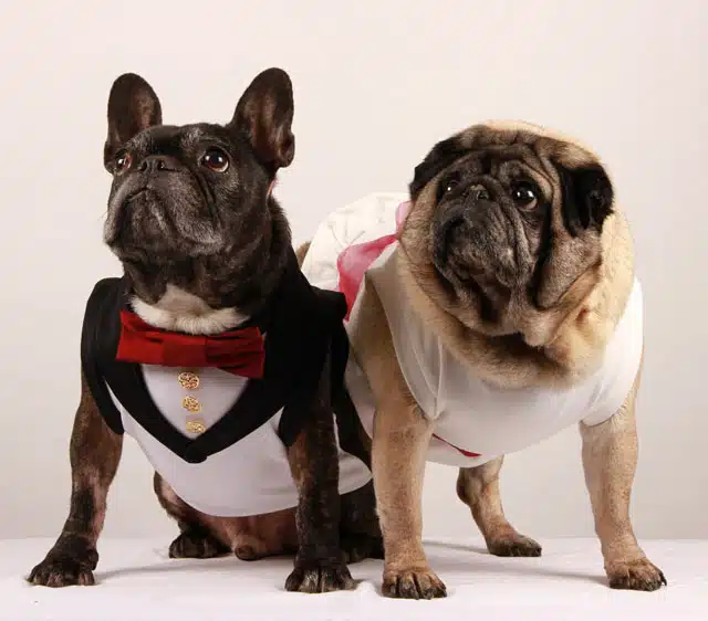 Vêtements pour chien