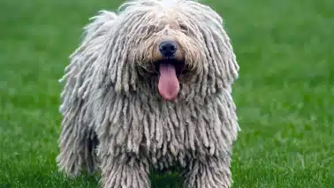 chien Puli blanc sur herbe