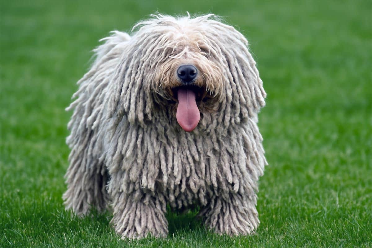 chien Puli blanc sur herbe chien Puli blanc sur herbe
