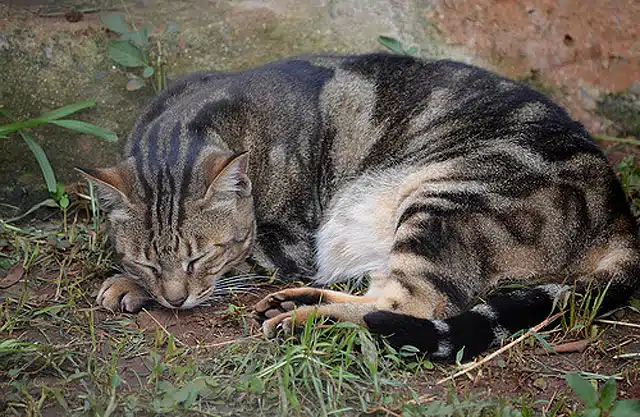 chat Sokoké du Kenya