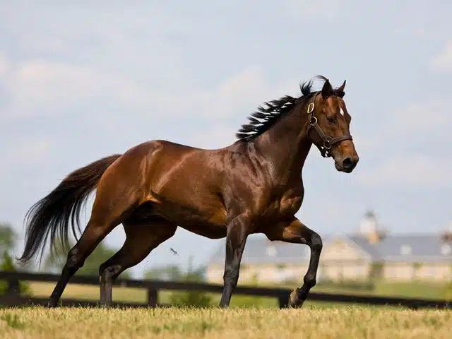 Cheval de course pur sang anglais
