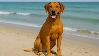 Rhodesian Ridgeback
