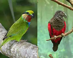 Psittacule d'Edward et le Psittrichas de Pesquet