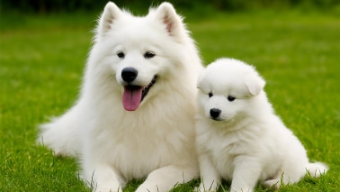 Race chien Samoyede et chiot