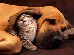 amour chat et chien