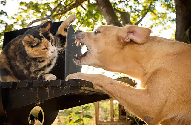 Chien féroce attaque chat