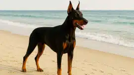 Doberman les oreilles dressés interdit France depuis mai 2004