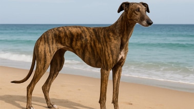 Galgo tigre