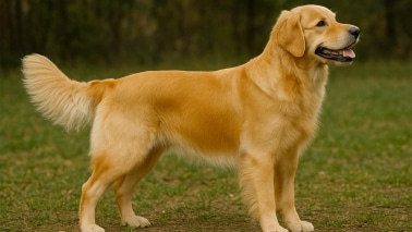 Golden Retriever