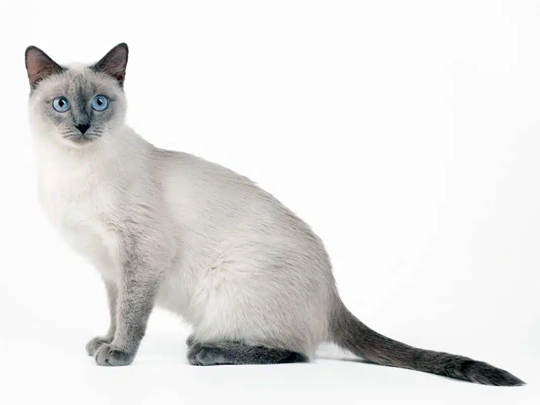 chat Tonkinois