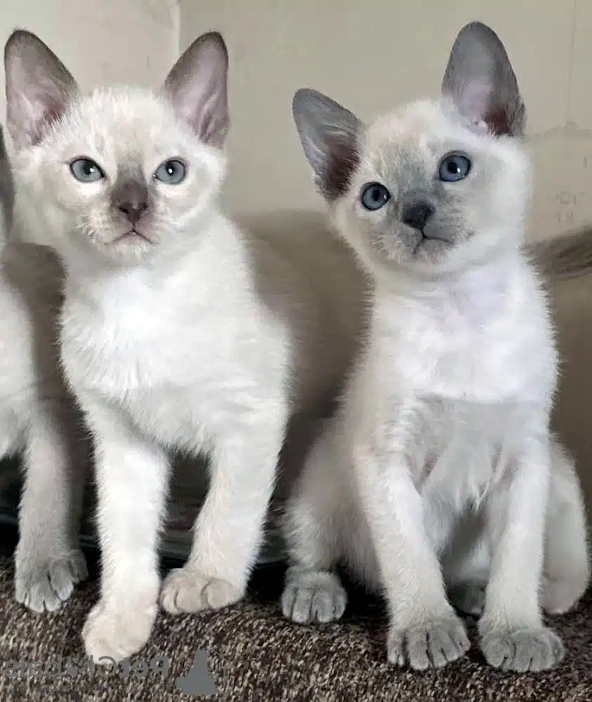 chatons Tonkinois