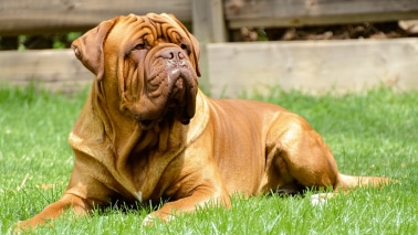 Dogue de Bordeaux