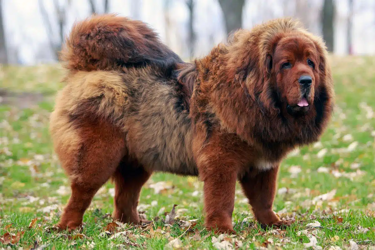 Dogue du Tibet