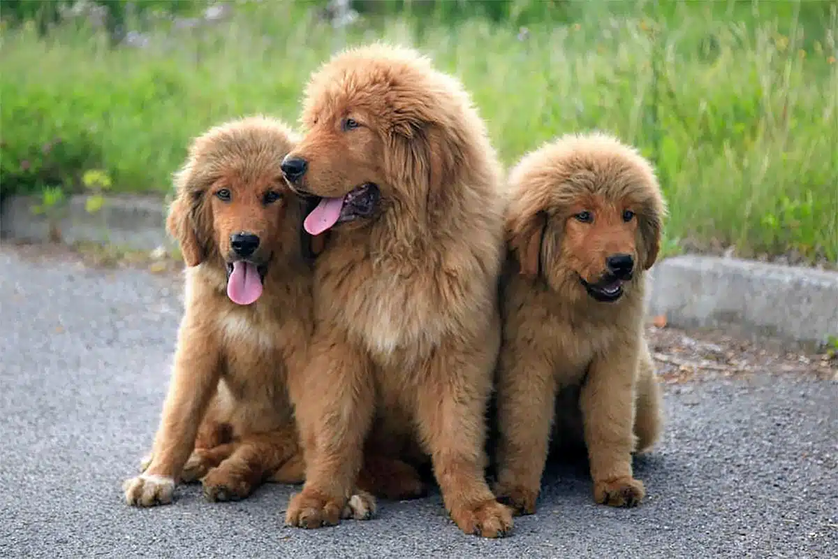 Chiot Dogue du Tibet