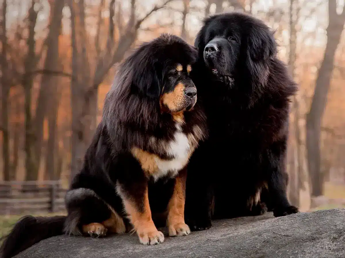 Couple chien Dogue Tibétain