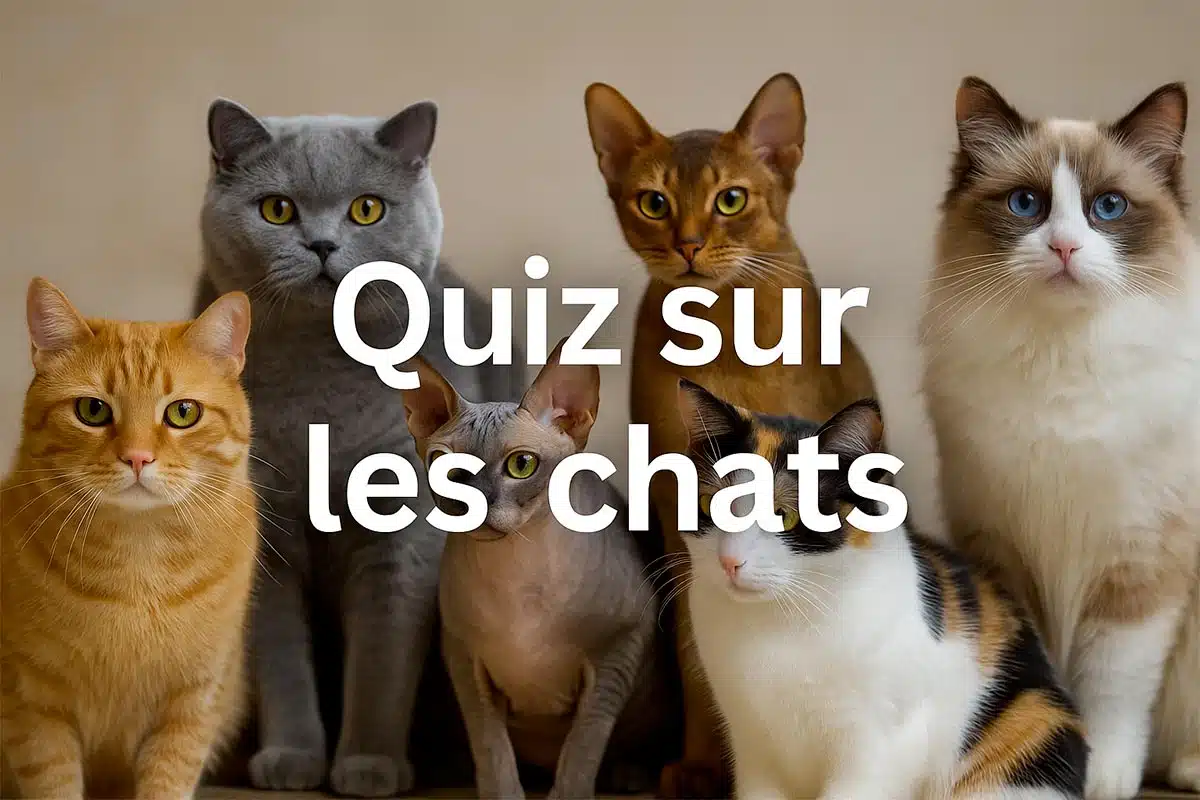 Quiz sur les chats, connaissez-vous votre chat ?