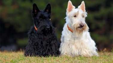 Scottish Terrier