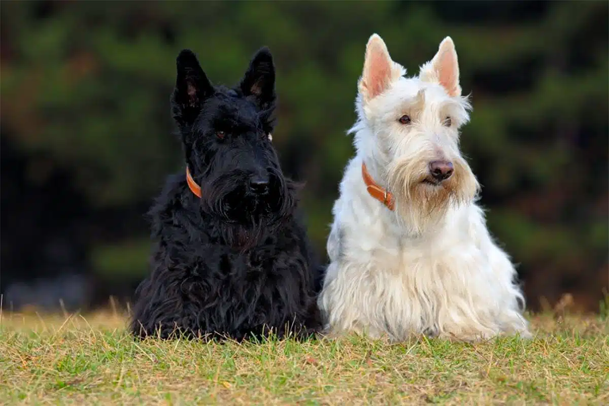 Scottish Terrier Scottish Terrier