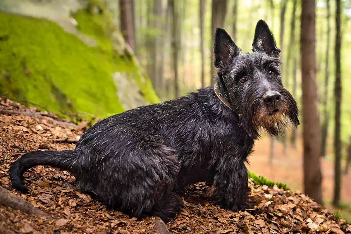 Scottish Terrier noir en forêt Scottish Terrier noir en forêt