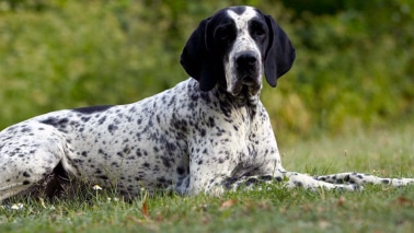 Braque Français (types Gascogne & Pyrénées)