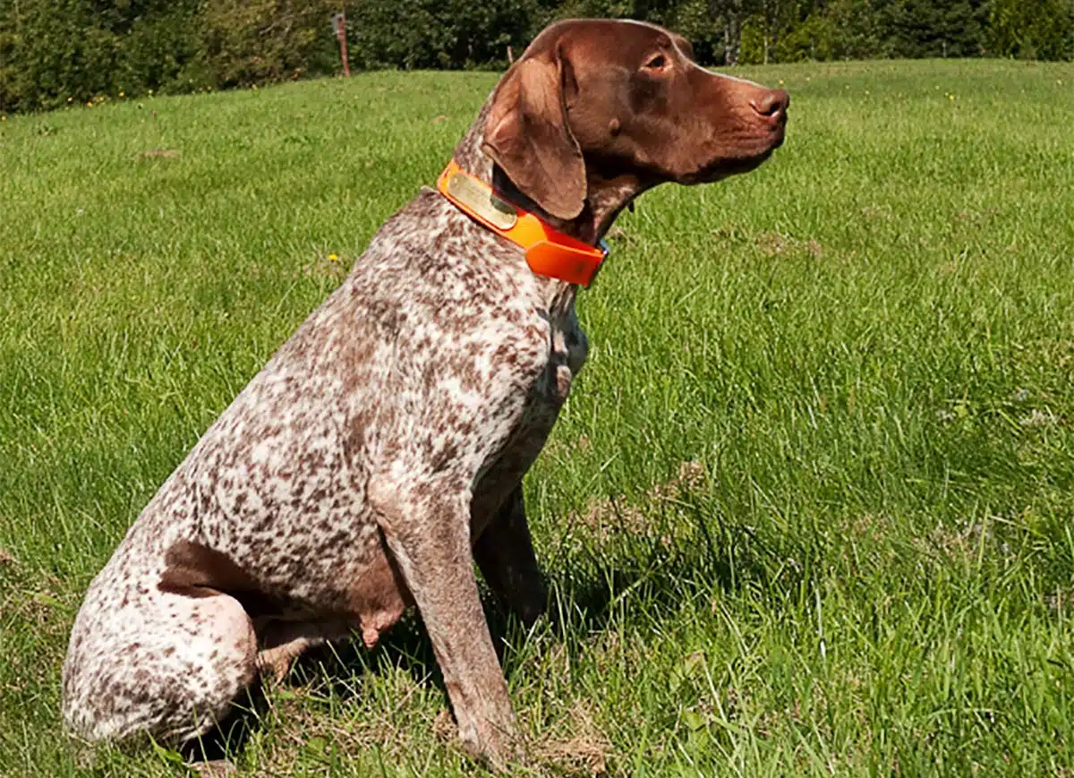 Braque Français en pleine chasse de gibiers