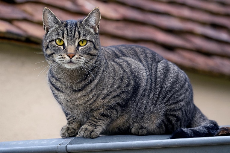 European Shorthair Chat Europ en Caract re Prix Sant Et Conseils european-shorthair-chat-europ-en-caract-re-prix-sant-et-conseils