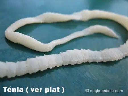 tenia-ver-plat Ténia, ver plat