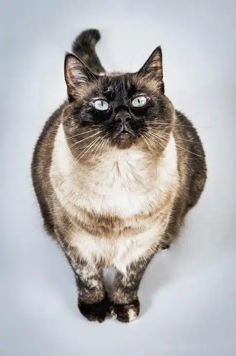 Jolie chatte croisée siamois