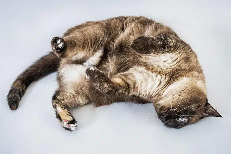 Dahlia chat croisé siamois