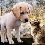 adopter acheter animal de compagnie