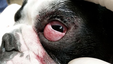 3eme œil chien yeux rouges inflammation