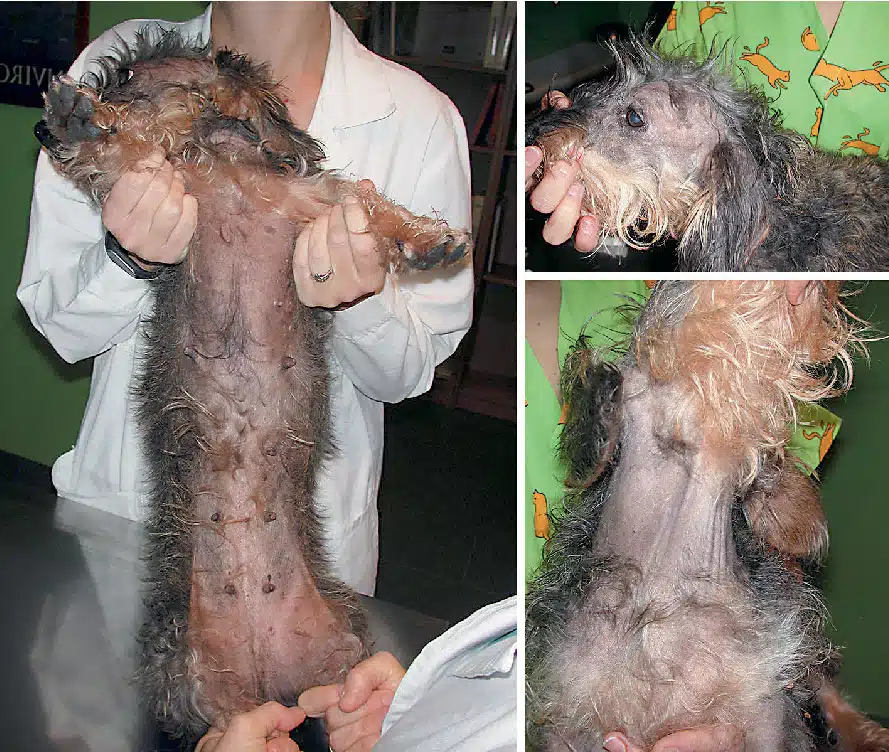 Allez chez le vétérinaire pour en parler