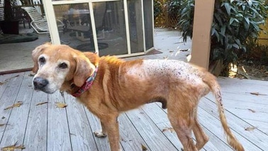 Chien perd ses poils : Alopécie