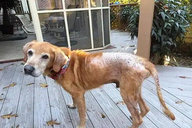 Chien perd ses poils : Alopécie