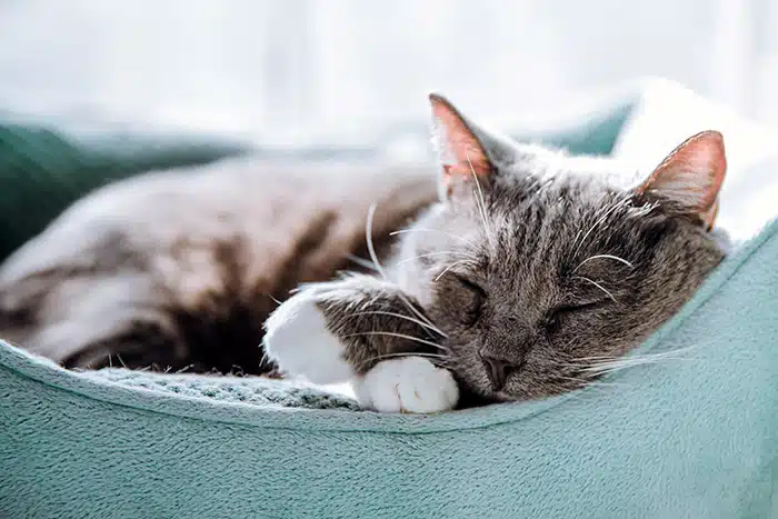 chat qui rêve