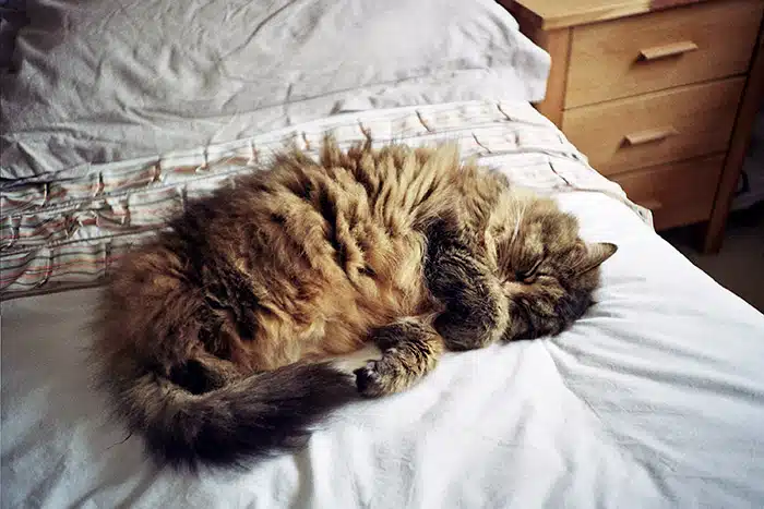 Chat qui sommeille